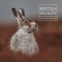 British Wildlife Photography Awards 8