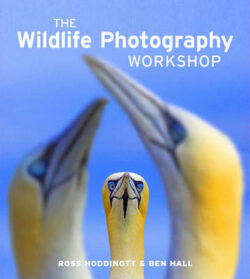 The Wildlife Photography Workshop