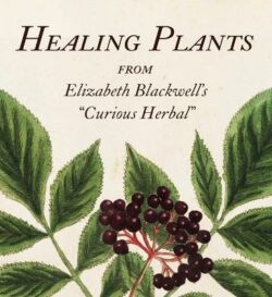 Healing Plants